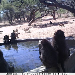 Baboon Trail Camera