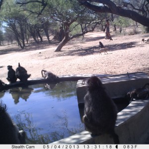 Baboon Trail Camera