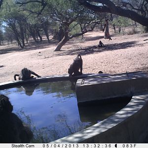 Baboon Trail Camera