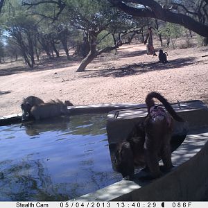 Baboon Trail Camera