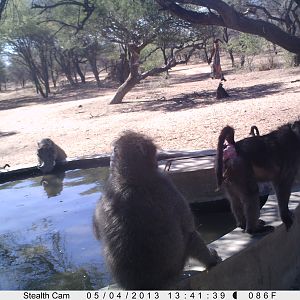 Baboon Trail Camera