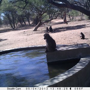 Baboon Trail Camera