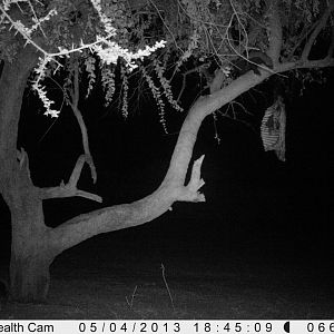 Honey Badger Trail Camera