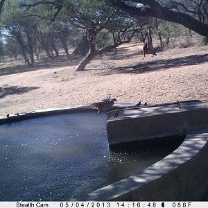 Red Mongoose Trail Camera