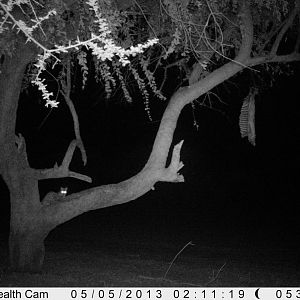 Genet Cat Trail Camera