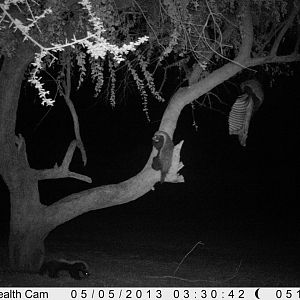 Honey Badger Trail Camera