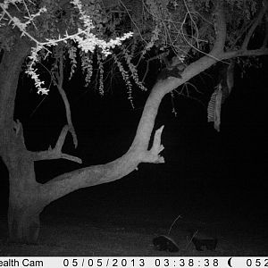 Honey Badger Trail Camera