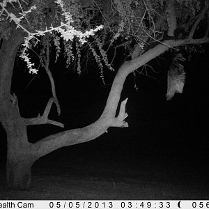 Honey Badger Trail Camera