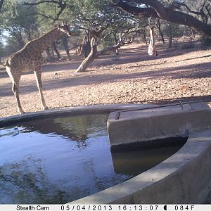 Giraffe Trail Camera