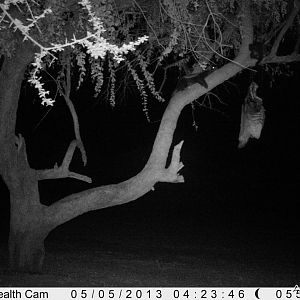 Honey Badger Trail Camera