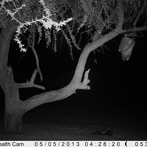 Honey Badger Trail Camera