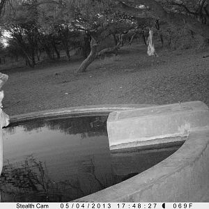 Impala Trail Camera