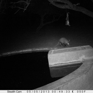 Aardvark or Antbear Trail Camera