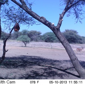 Red Mongoose Trail Camera