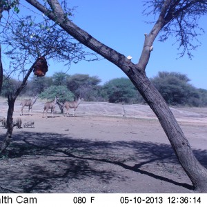 Greater Kudu Trail Camera