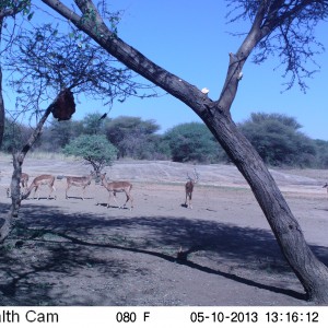 Impala Trail Camera