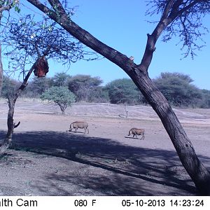 Warthog Trail Camera