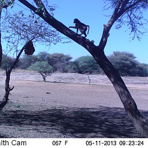 Baboon Trail Camera