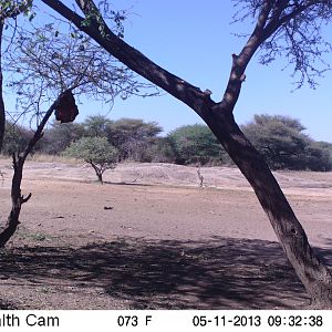 Baboon Trail Camera