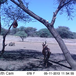 Red Hartebeest Trail Camera