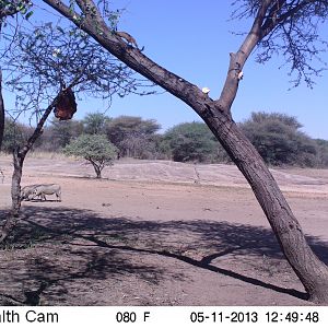 Warthog Trail Camera