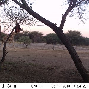 Giraffe Trail Camera