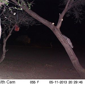 Genet Cat Trail Camera