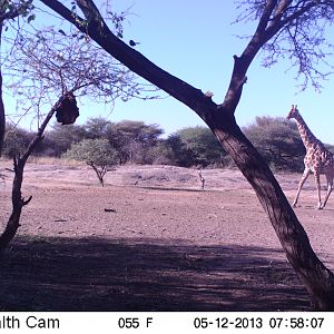 Giraffe Trail Camera