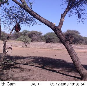 Baboon Trail Camera