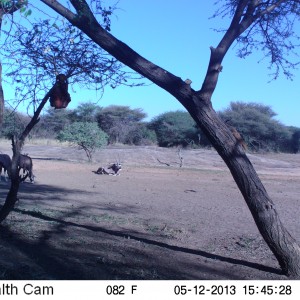 Gemsbok Trail Camera