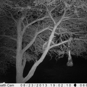 Honey Badger Trail Camera