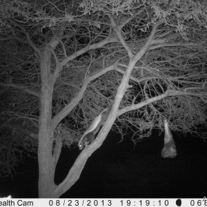 Honey Badger Trail Camera