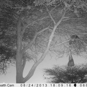 Honey Badger Trail Camera