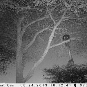 Honey Badger Trail Camera