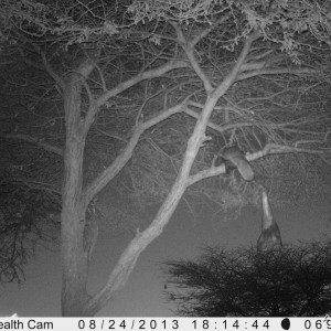 Honey Badger Trail Camera