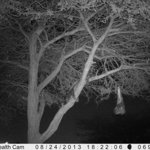 Honey Badger Trail Camera