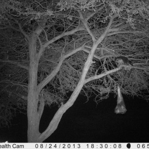 Honey Badger Trail Camera