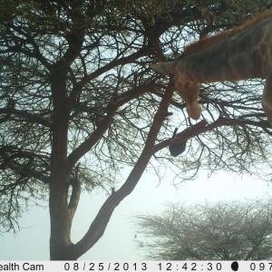 Giraffe Trail Camera