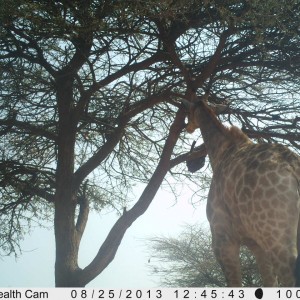 Giraffe Trail Camera