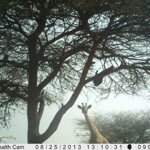 Giraffe Trail Camera