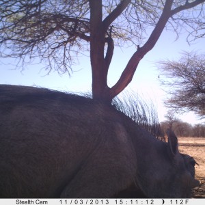 Warthog Trail Camera