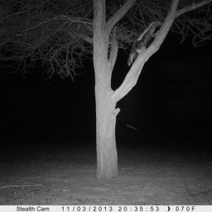 Honey Badger Trail Camera