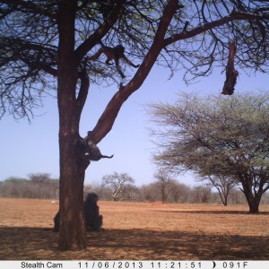 Baboon Trail Camera