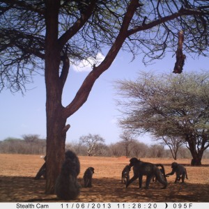 Baboon Trail Camera