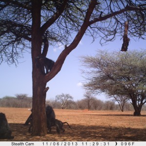 Baboon Trail Camera