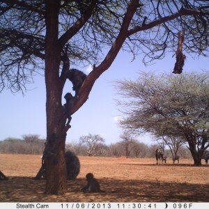 Baboon Trail Camera