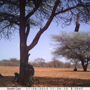 Baboon Trail Camera