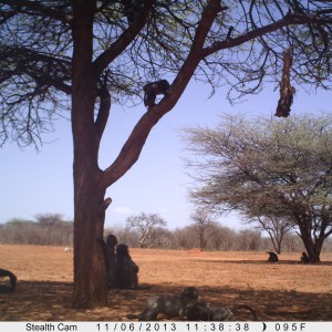 Baboon Trail Camera