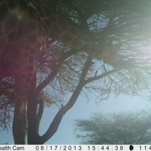 Giraffe Trail Camera