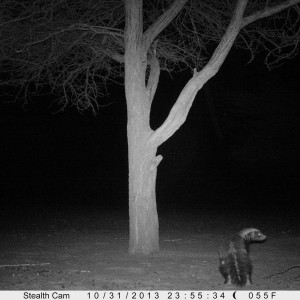 Honey Badger Trail Camera